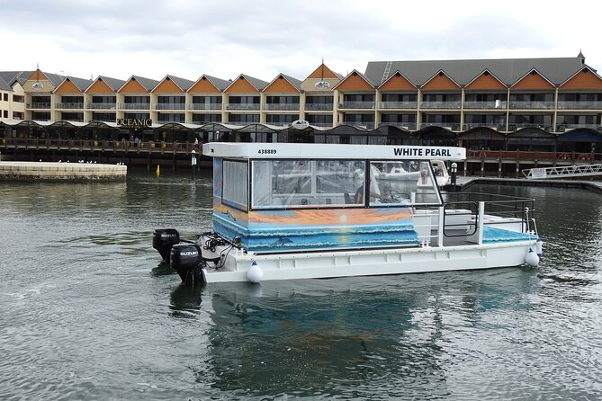 1 Hour Deluxe Scenic Dolphin Cruise - Why Mandurah Dolphins Feel More Personal on the White Pearl