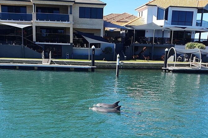 1 Hour Deluxe Scenic Dolphin Cruise - Skipper Skills and Spotting Dolphins: How to Improve Your Odds