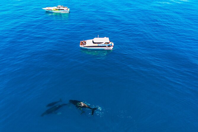 2 Hour Whale-Watching Cruise from Hillarys Boat Harbour - Whale-spotting odds and how the marine biologist helps
