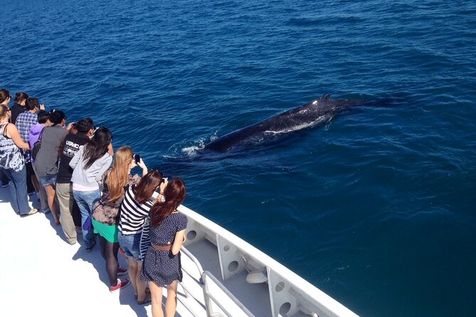 2 Hour Whale-Watching Cruise from Hillarys Boat Harbour - The onboard vibe: crew energy, gear, and seeing whales up close