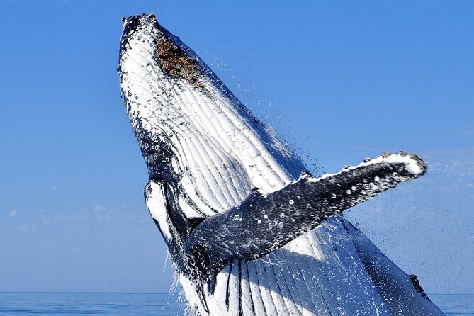 2 hour whale watching experience departing Hillarys Boat Harbour - Key Highlights Worth Planning For