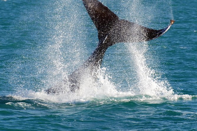 2 hour whale watching experience departing Hillarys Boat Harbour - The Cruise Flow: How the Hunt Usually Plays Out at Sea