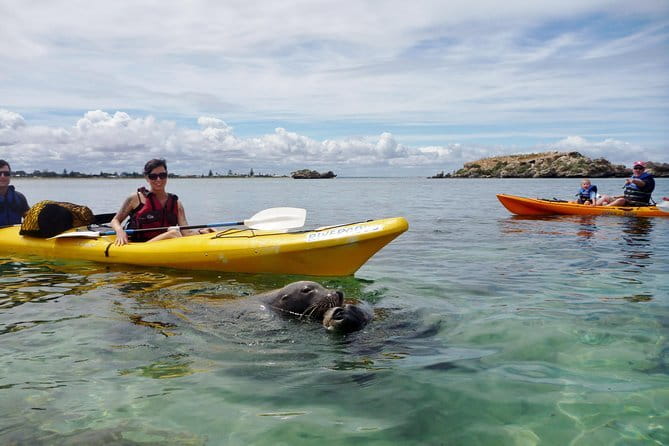 2 hour whale watching experience departing Hillarys Boat Harbour - Who This Whale Watch Is Best For