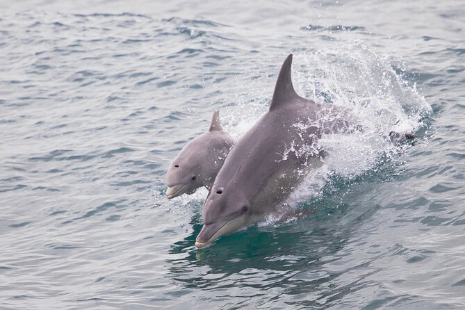 3 Island Wildlife Snorkel - The photo perk: a keep-sake without the hassle