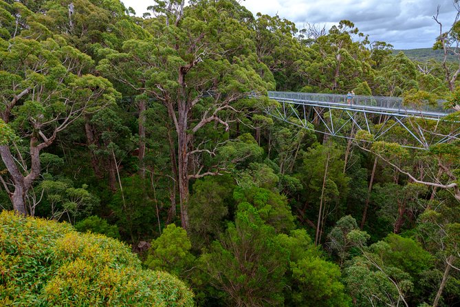 4 Day Albany Margaret River, Valley of the Giants Tour from Perth - Day 2: Walpole–Nornalup Inlet cruise and the 40m Valley of the Giants