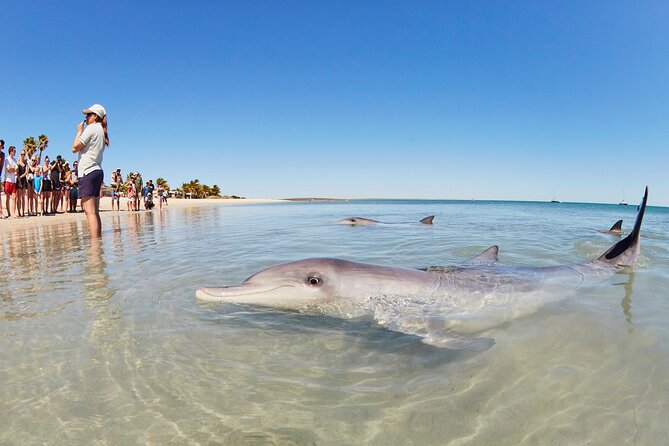 6-Day Coral Coaster from Perth to Exmouth One-Way via Monkey Mia Ningaloo Reef - Quick hits before you go