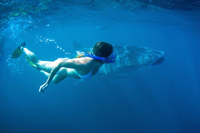 6-Day Coral Coaster from Perth to Exmouth One-Way via Monkey Mia Ningaloo Reef - Exmouth base: town stays with a reef-ready finish