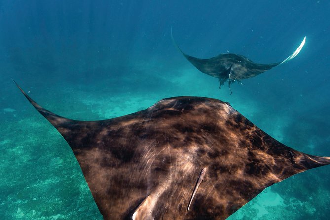 7-Day Exmouth Explorer via Pinnacles Monkey Mia Ningaloo Reef returning to Perth - Key things that make this tour worth your attention