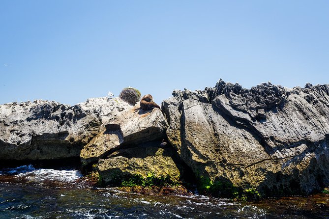 Adventure Rottnest Tour with Ferry & Adventure Cruise - Basin views from the water: seeing Rotto’s shape in context