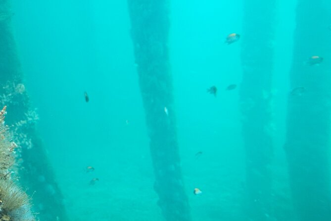 Busselton Jetty and Underwater Observatory - Sunflower Animal Farm (Optional) for a Lighter, Family-Friendly Break