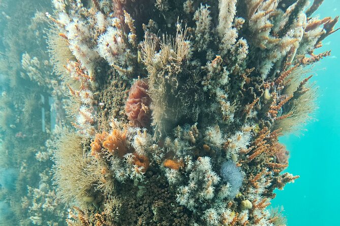 Busselton Jetty and Underwater Observatory - What You’ll Actually Do in Order (So You Can Plan Your Day)