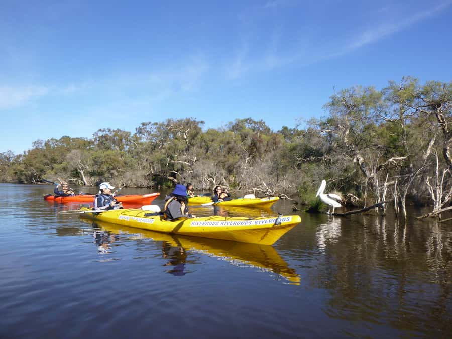 Canning River Half-Day Kayak Wildlife Tour - Paddling the Canning River: What Makes This Trip Feel Easy