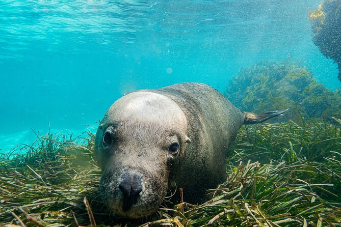 Carnac Island Half Day Sail - Your island window at Carnac Island: sea lions, snorkeling, and choices