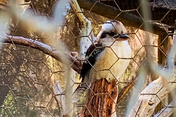 Caversham Wildlife and Swan Valley Private Tour - Who this tour suits best (and who should rethink it)