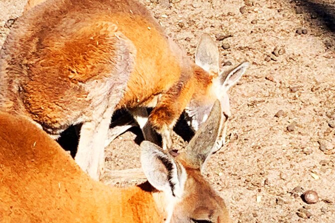 Caversham Wildlife and Swan Valley Private Tour - Hitting Caversham Wildlife Park first (and making the most of 4 hours)