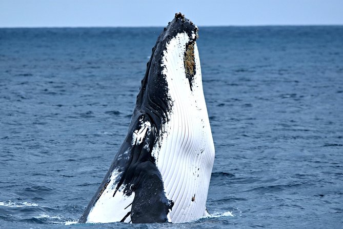 Discover Rottnest with Ferry & Bus Tour - Price and value: why this combo often makes sense