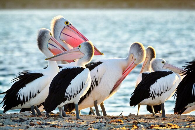 Dolphin, Sea Lion and Penguin Island Cruise - Key highlights to know before you go
