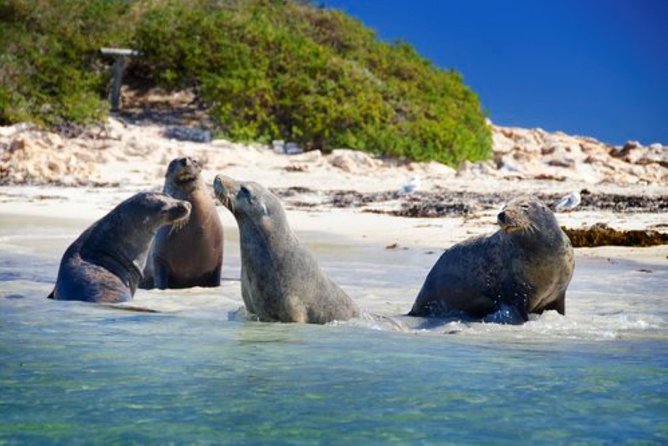 Dolphin, Sea Lion and Penguin Island Cruise - Getting to 153 Arcadia Dr and keeping your day stress-free