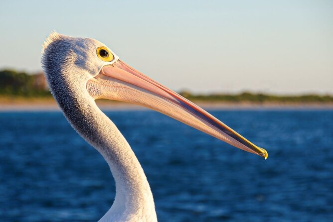 Dolphin, Sea Lion and Penguin Island Cruise - Crew energy on board: what the best guides actually do
