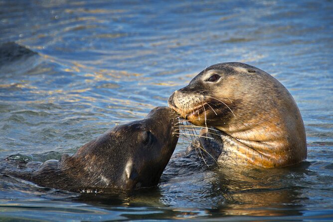 Dolphin, Sea Lion and Penguin Island Cruise - Practical tips for the best chance at great views