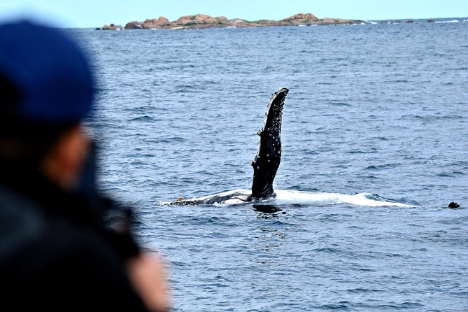 Educational Whale Watching Tour from Perth - Boat comfort and the Captain’s lounge: where you’ll want to sit