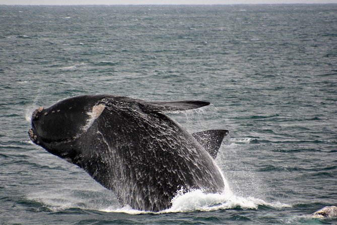 Educational Whale Watching Tour from Perth - Who should book this whale watch (and who should be cautious)