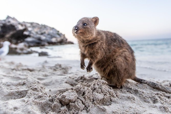 Fremantle to Rottnest Island Roundtrip Ferry Ticket - Using Your Island Day: Quokkas, Beaches, Bikes, and Bus Options