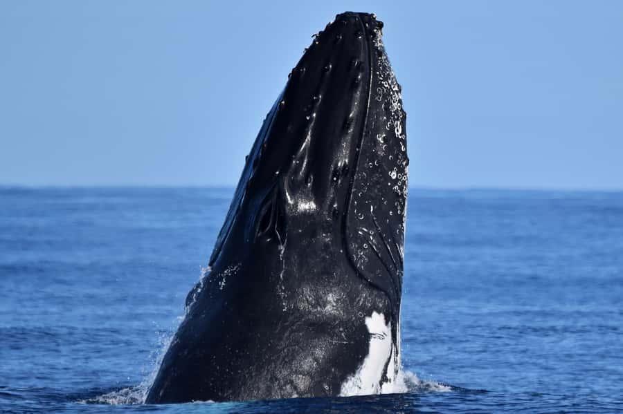 From Fremantle: 2-Hour Luxury Whale-Watching Cruise - Key highlights to know before you go