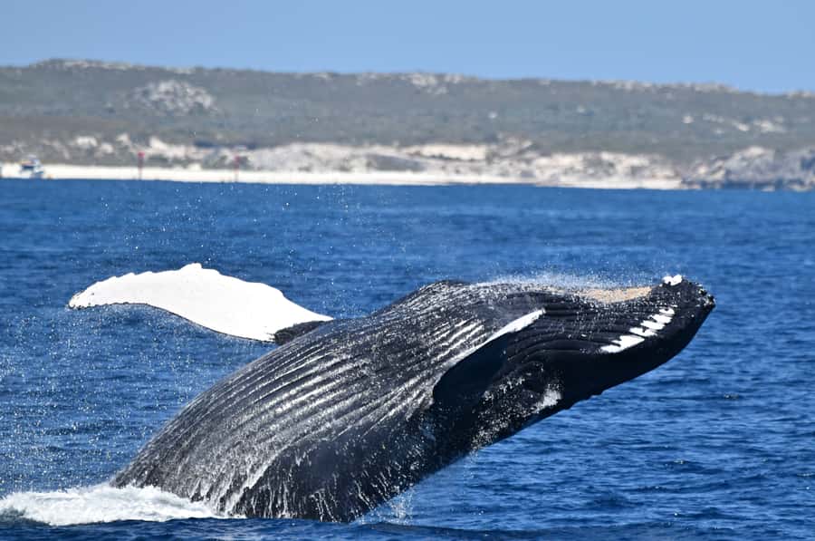 From Fremantle: 2-Hour Luxury Whale-Watching Cruise - Where the magic starts: Fremantle and the Staging at Sardine Jetty