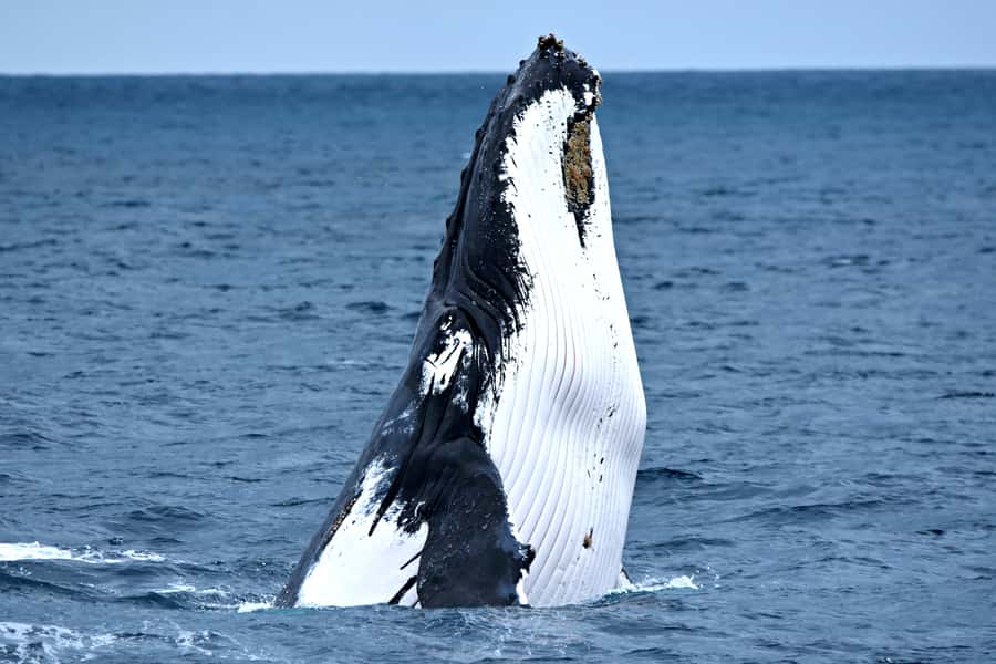 From Fremantle: 2-Hour Luxury Whale-Watching Cruise - What you’re really chasing: humpback migration behavior in Perth’s sheltered waters