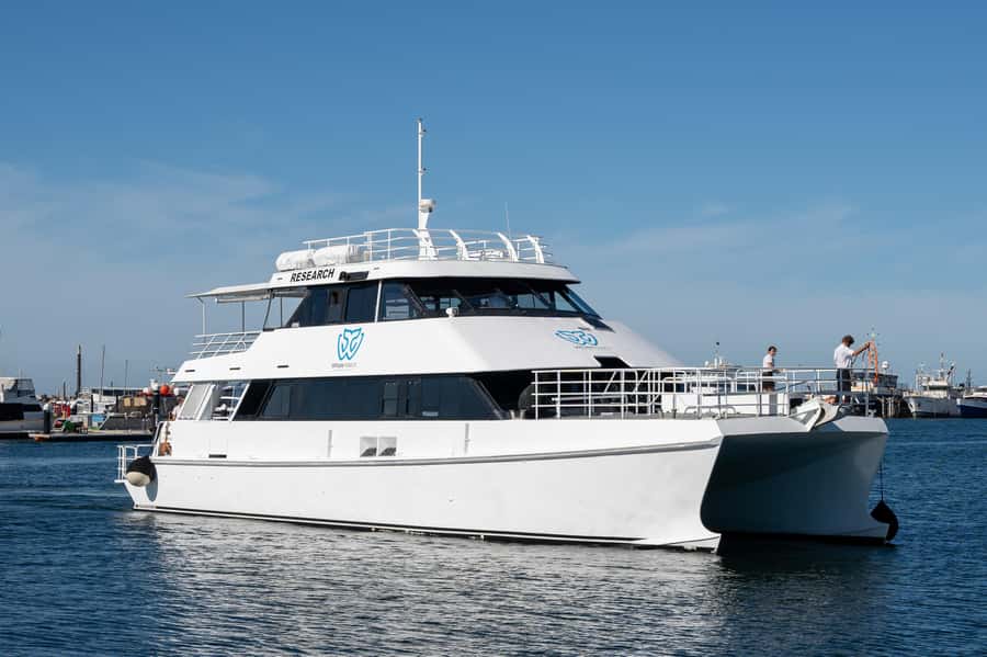 From Fremantle: 2-Hour Luxury Whale-Watching Cruise - Comfort and timing: what 2 hours feels like on the water