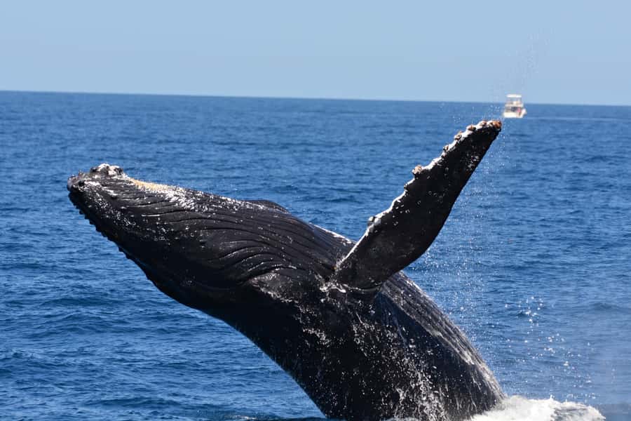 From Fremantle: 2-Hour Luxury Whale-Watching Cruise - Photography and onboard extras that make it easier