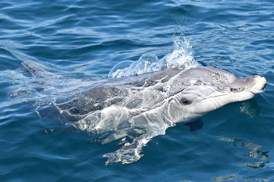 From Fremantle: 2-Hour Luxury Whale-Watching Cruise - Price and value: why $67 often feels like a win