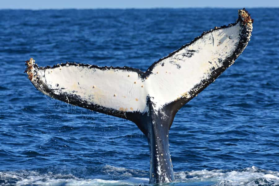 From Fremantle: 2-Hour Luxury Whale-Watching Cruise - Who this is best for (and who should think twice)