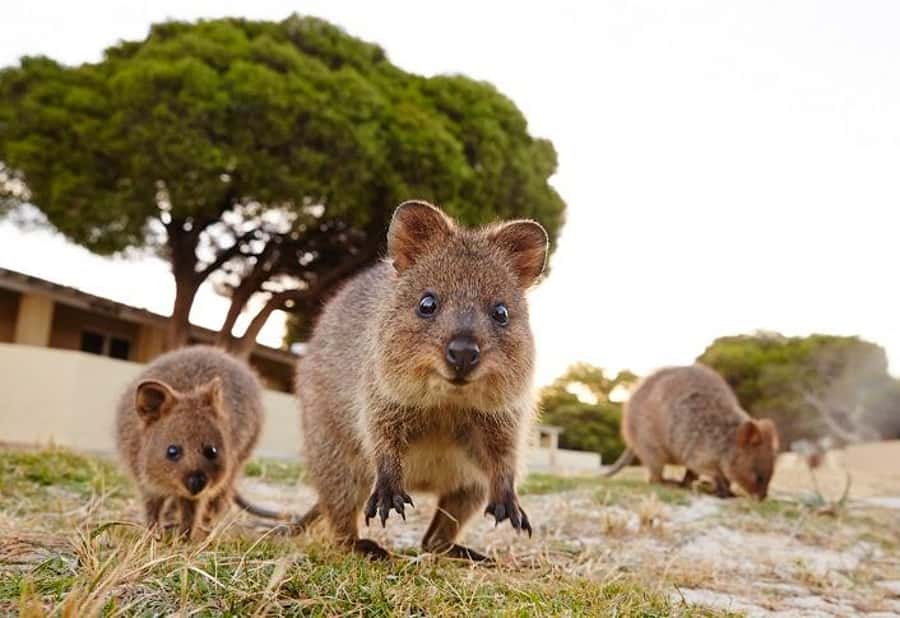 From Fremantle: Rottnest Island Ferry and Bike Day Tour - The Bike Deal: What You Get and How to Match Your Ride to Your Day