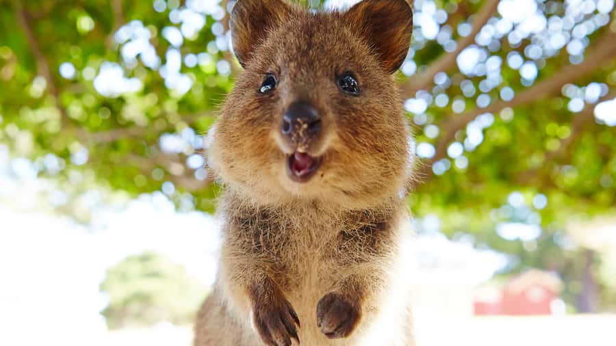 From Fremantle: Rottnest Island Ferry & Bus Day Tour - Who this Rottnest ferry and bus day tour is best for