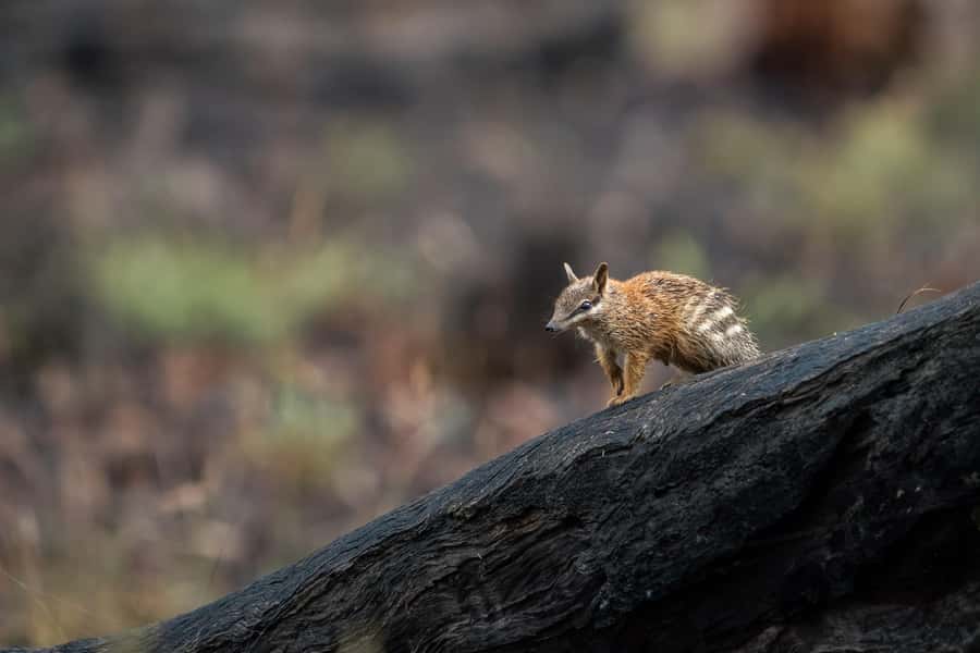 From Perth: Australian Animal Night Safari - Key things to know before you go