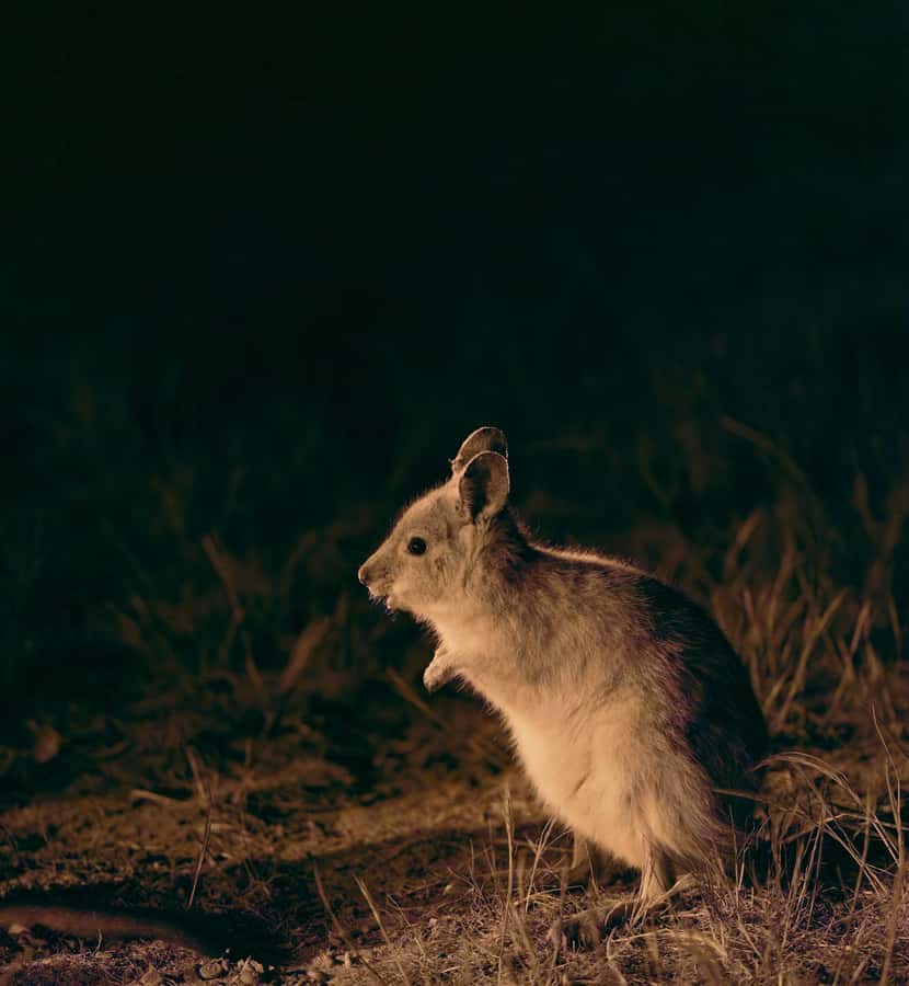 From Perth: Australian Animal Night Safari - From Perth to Dryandra Woodlands: the wheatbelt night-drive setup