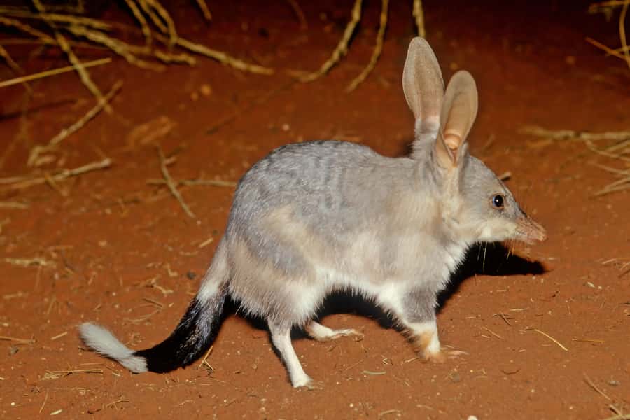 From Perth: Australian Animal Night Safari - The drive after dark: long shadows, quick movement, and kangaroos in the trees
