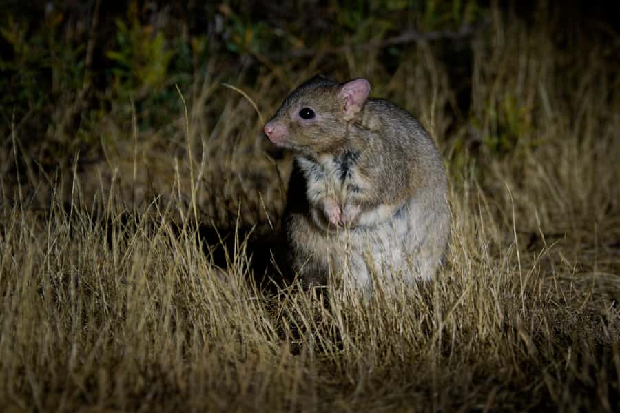 From Perth: Australian Animal Night Safari - Sound healing under the Milky Way with a 34-inch gong