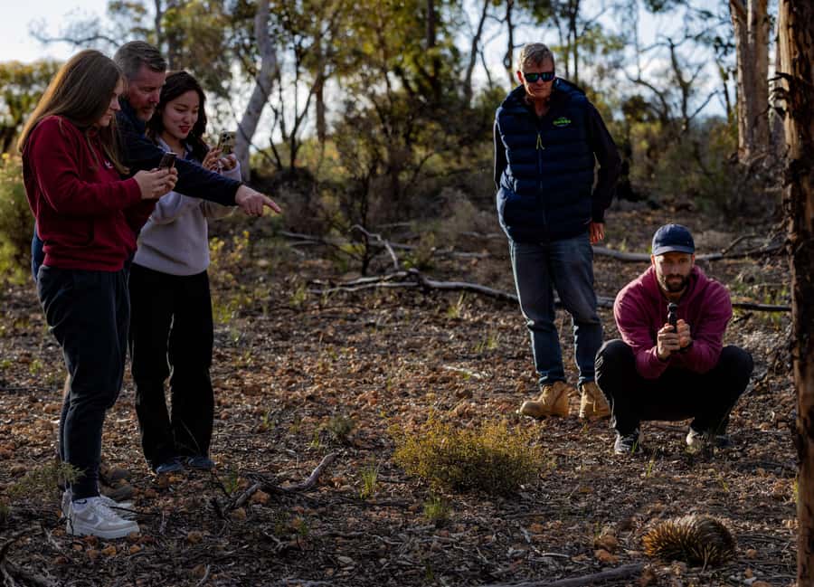 From Perth: Australian Animal Night Safari - Who should book this Australian Animal Night Safari (and who should skip)
