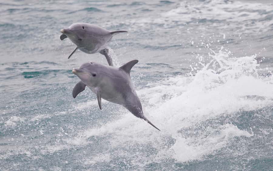 From Perth: Margaret River Wine Tour & Wildlife Cruise - Margaret River town center: shopping time that feels local