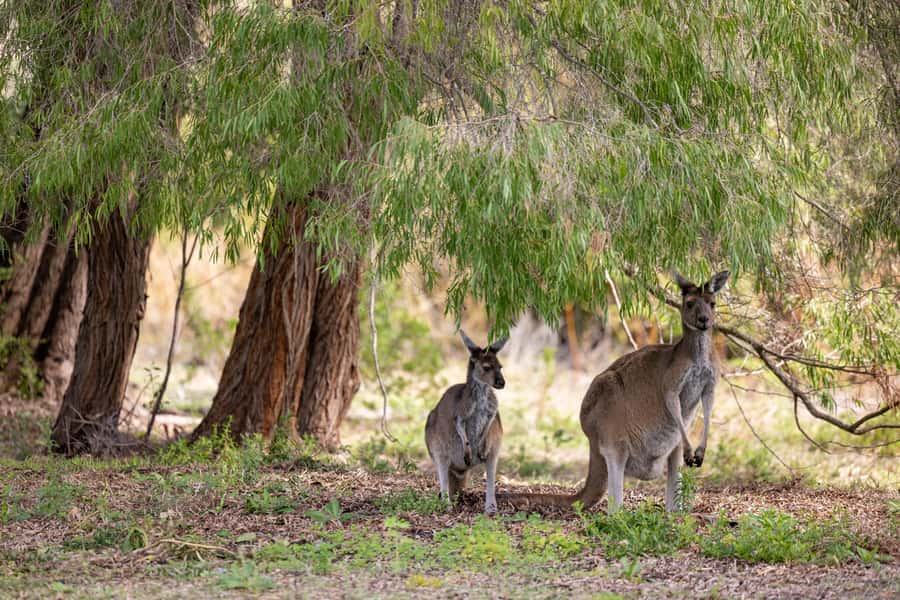 From Perth: Pinnacles Lobster Shack and Yanchep Day Trip - Who should book this Pinnacles and Yanchep day trip