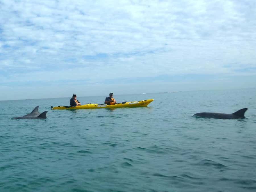From Perth: Rockingham Seal & Penguin Islands Sea Kayak Tour - The return at around 2:30pm: paddling back, rafting boats up, and possible sailing