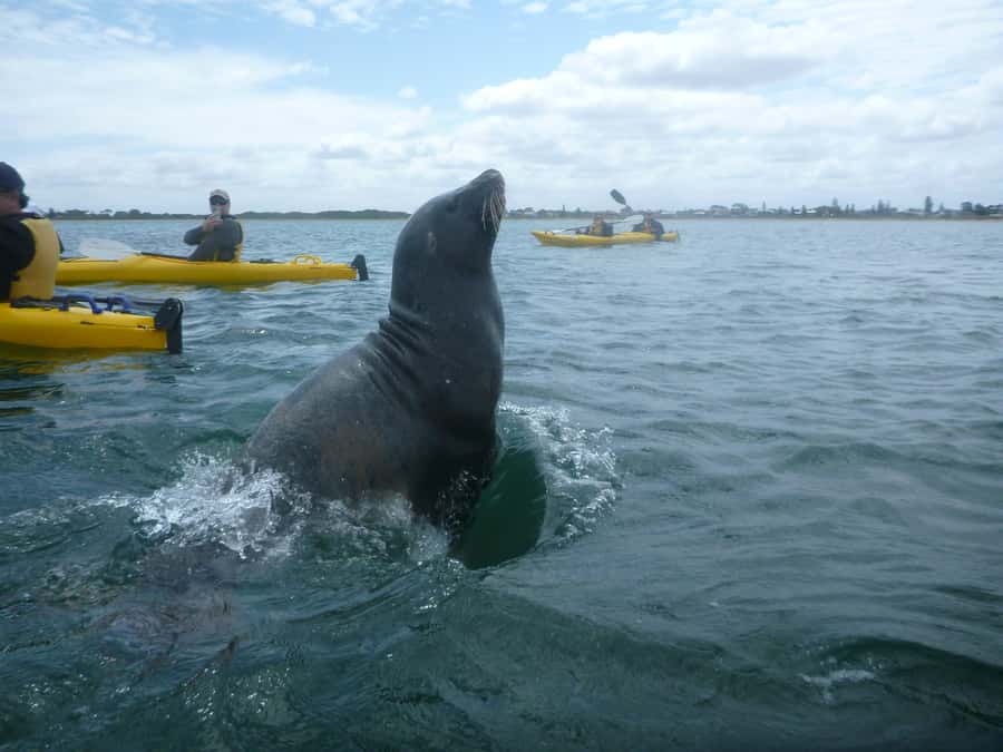 From Perth: Rockingham Seal & Penguin Islands Sea Kayak Tour - Price and value: what $140 per person really covers