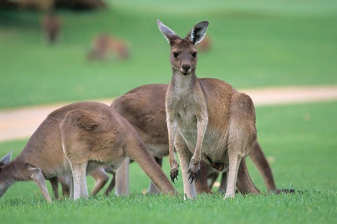 Full-Day Perth, Fremantle, Swan Valley & Wildlife Park - Key things I’d put on your radar