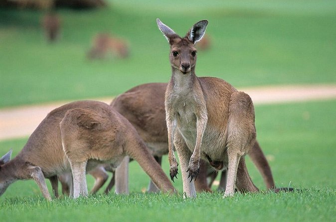 Full-Day Perth, Fremantle, Swan Valley & Wildlife Park - Swan Valley wine and food tastings: a taste-first way to learn the region