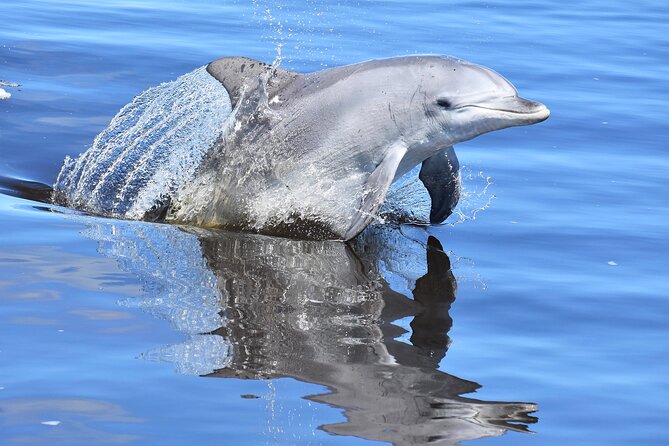 Giant and Dolphin Sightseeing Cruise in Mandurah - Seba’s Song and why you don’t get the same view from land