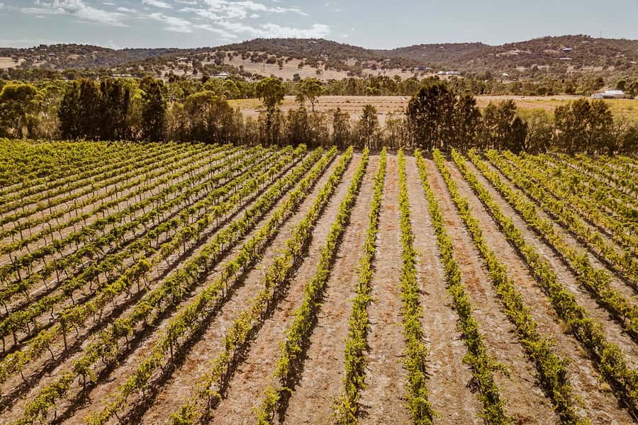 Half-Day Swan Valley Wine Tour with Tastings - From Perth - How This Half-Day Swan Valley Tour Fits Real Life From Perth