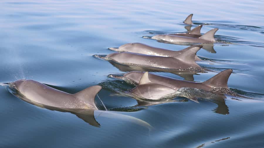 Mandurah: Dolphin and Views Cruise - Live guide talk that’s more than facts